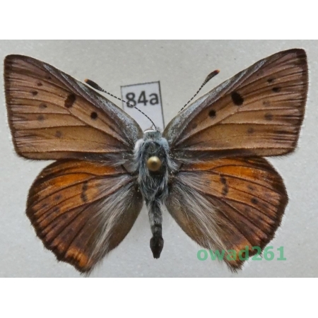 Lycaena alciphron (Rottemburg, 1775) male Czerwończyk zamgleniec Slovakia84a